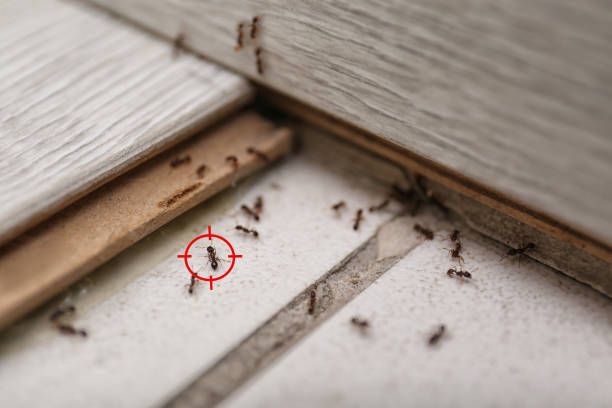 Best Local Pest Control Services  in Eunice, NM