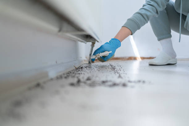 Best Ant Control Services  in Eunice, NM